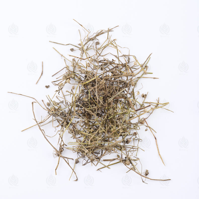 Herbe de Hédyote (Bai Hua She She Cao) – vue de dessus