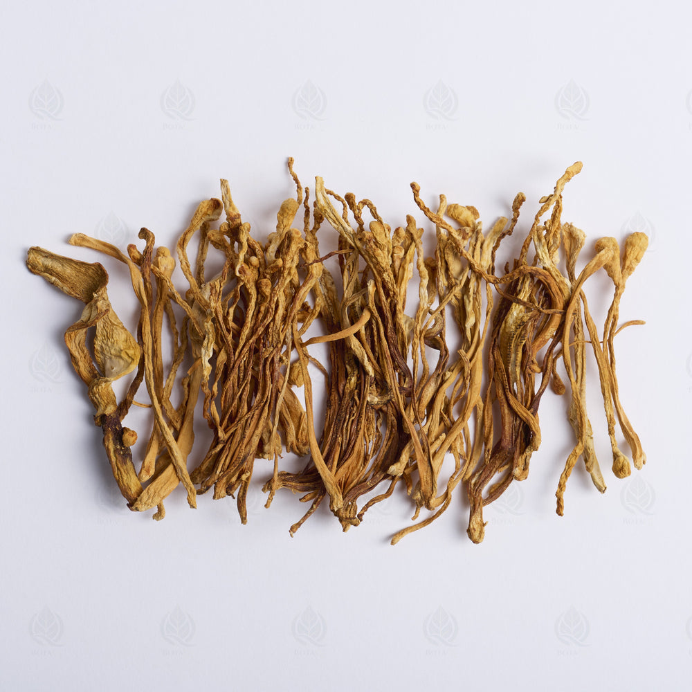 Fleur de Cordyceps militaris