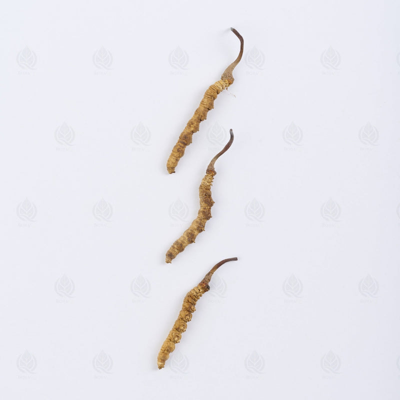 喜马拉雅冬虫夏草, Champignon traditionnel