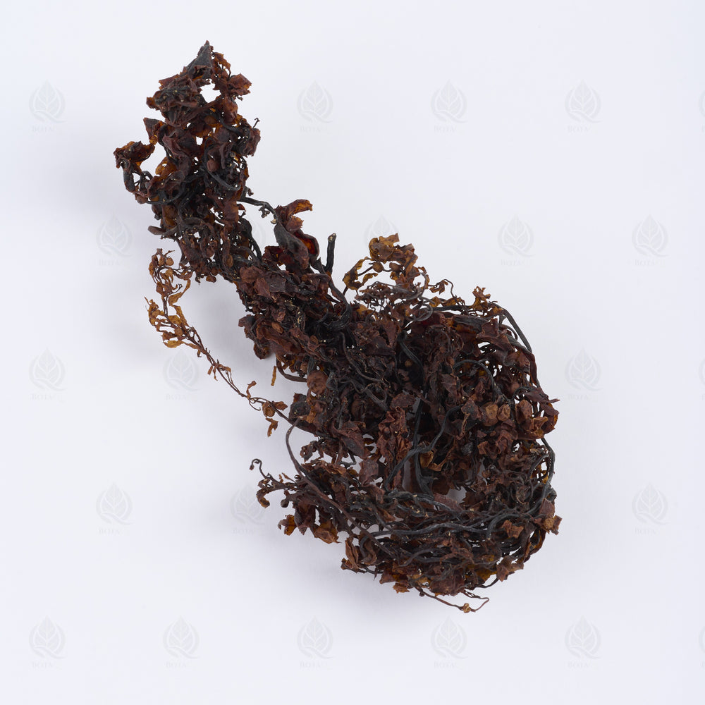 Sargassum