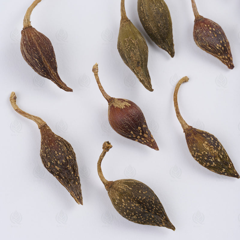 Fruits de Forsythia (Lian Qiao) – vue de dessus