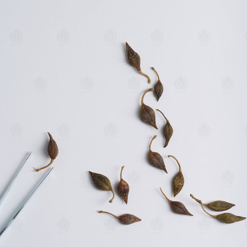 Fruits de Forsythia (Lian Qiao) – vue de dessus