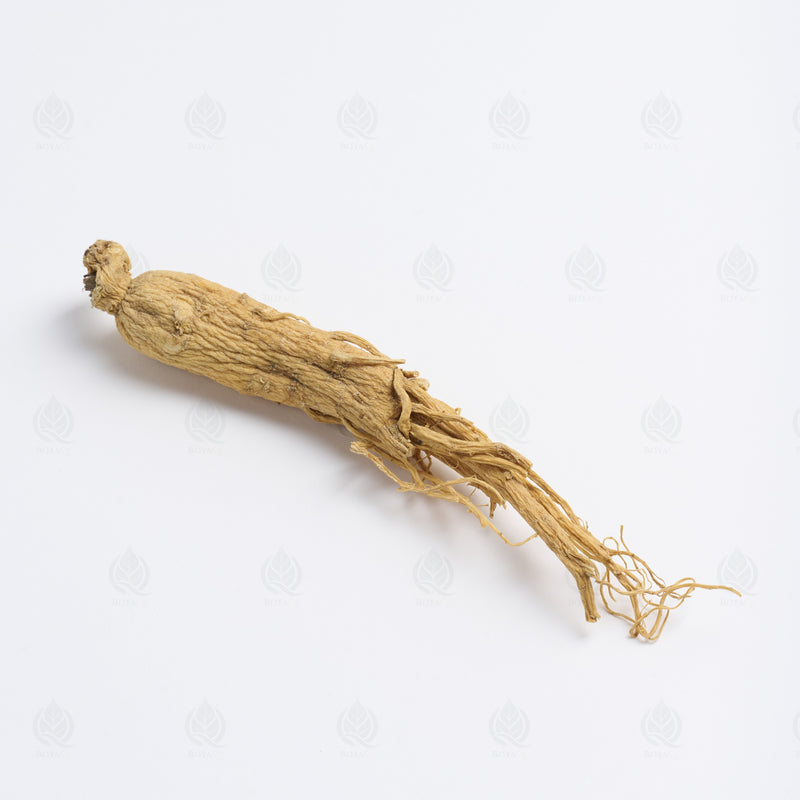 Ginseng Blanc (racine) (Ren Shen) – vue de dessus