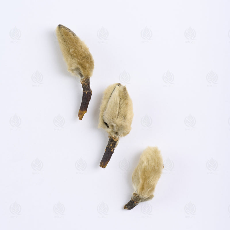 Boutons de Magnolia (Xin Yi Hua) – vue de dessus
