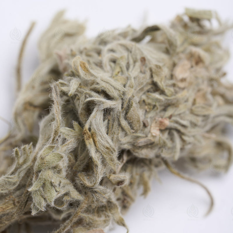 Armoise capillaire - 茵陈蒿 (Yin Chen Hao)
