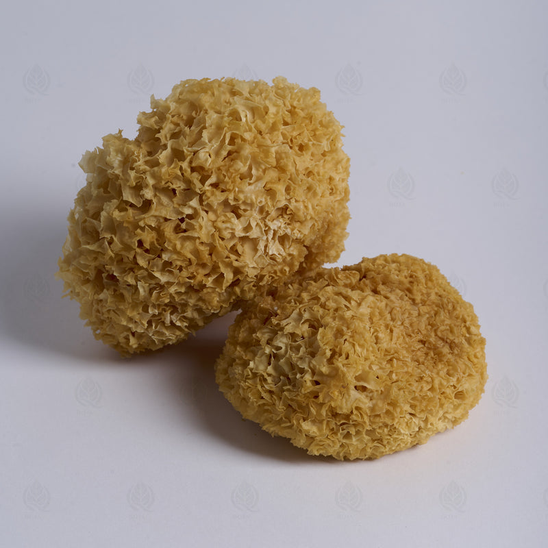 Trémelle blanche (Champignon des neiges) (Yin Er) – vue de côté