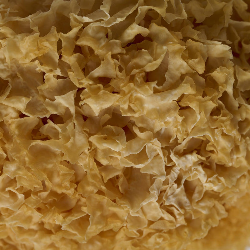 Trémelle blanche (Champignon des neiges) (Yin Er) – vue de côté