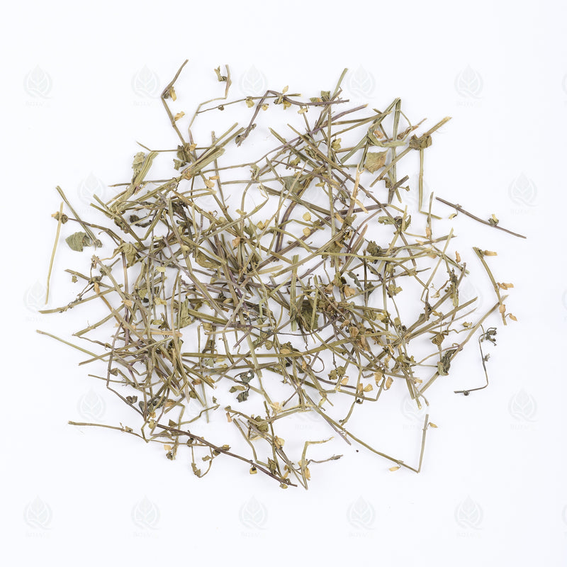 Scutellaire barbue (Ban Zhi Lian) – vue de dessus