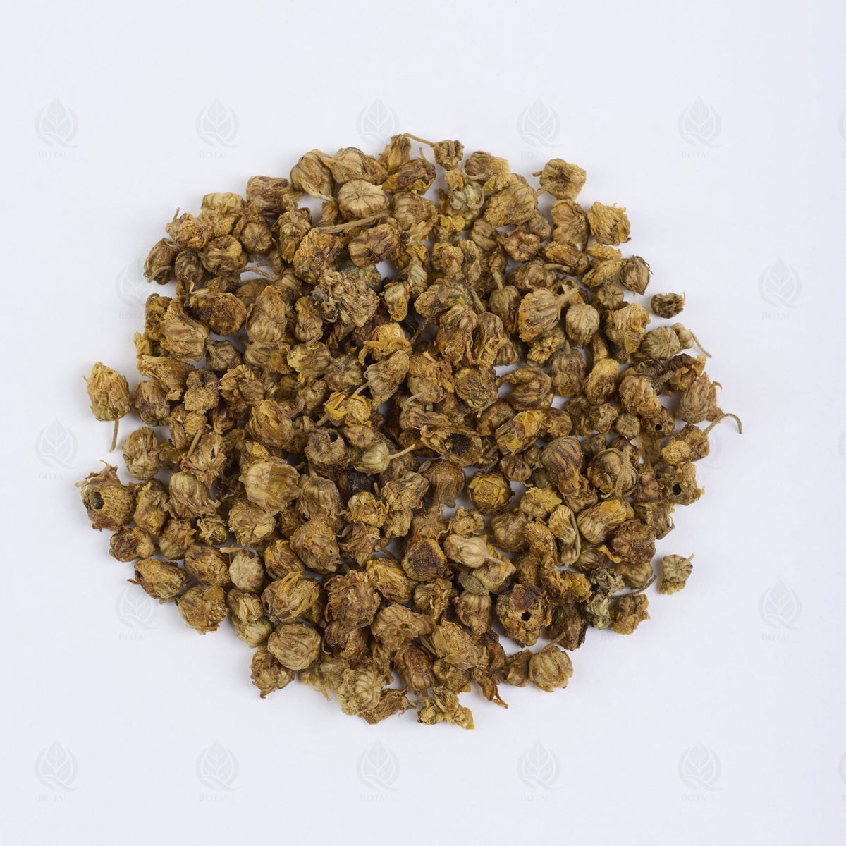 Boutons de Chrysanthème sauvage - 野菊花 (Ye Ju Hua)