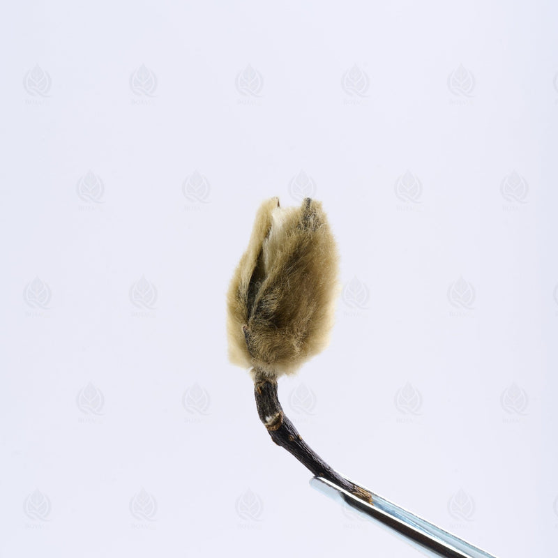 Magnolia buds - 辛夷花 (Xin Yi Hua), Jie Biao 解表