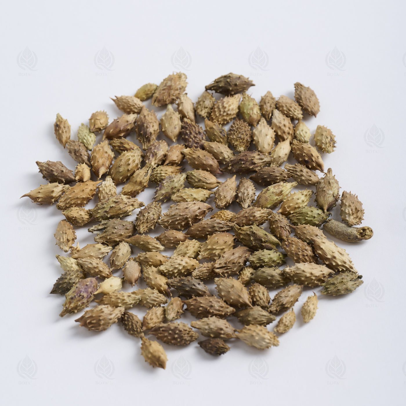 Fruits de Xanthium (Cang Er Zi) – vue de côté
