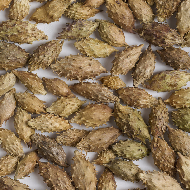 Fruits de Xanthium (Cang Er Zi) – vue de dessus