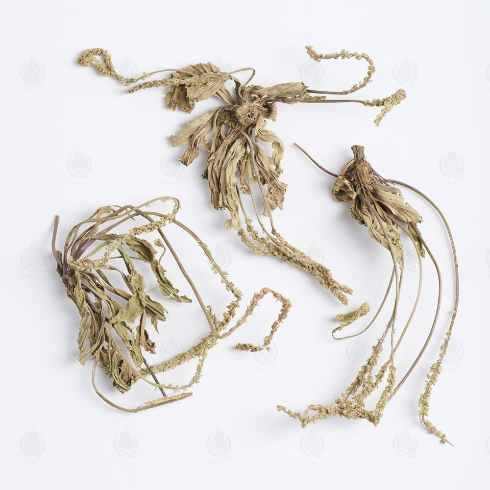 Grand Plantain (parties aériennes)