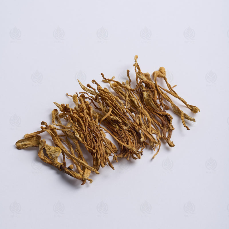 Fleur de Cordyceps militaris (Chong Cao Hua) – vue de côté
