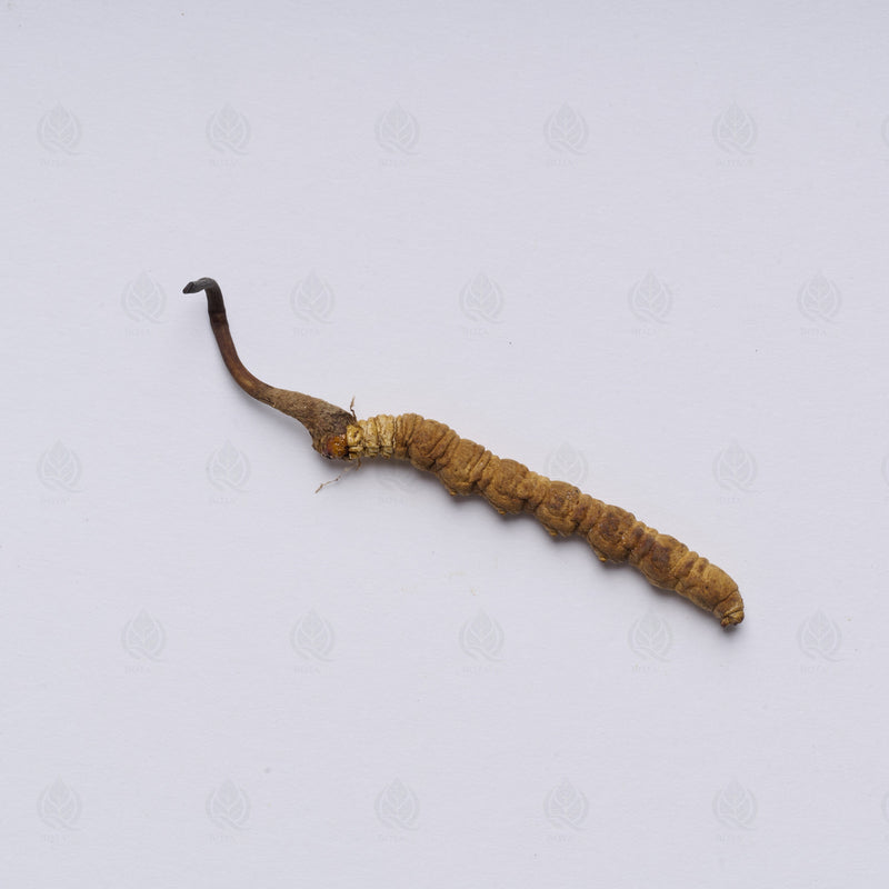 Cordyceps de l’Himalaya (Dong Chong Xia Cao)