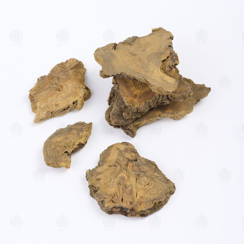 Rhubarbe officinale (Da Huang) – vue de côté