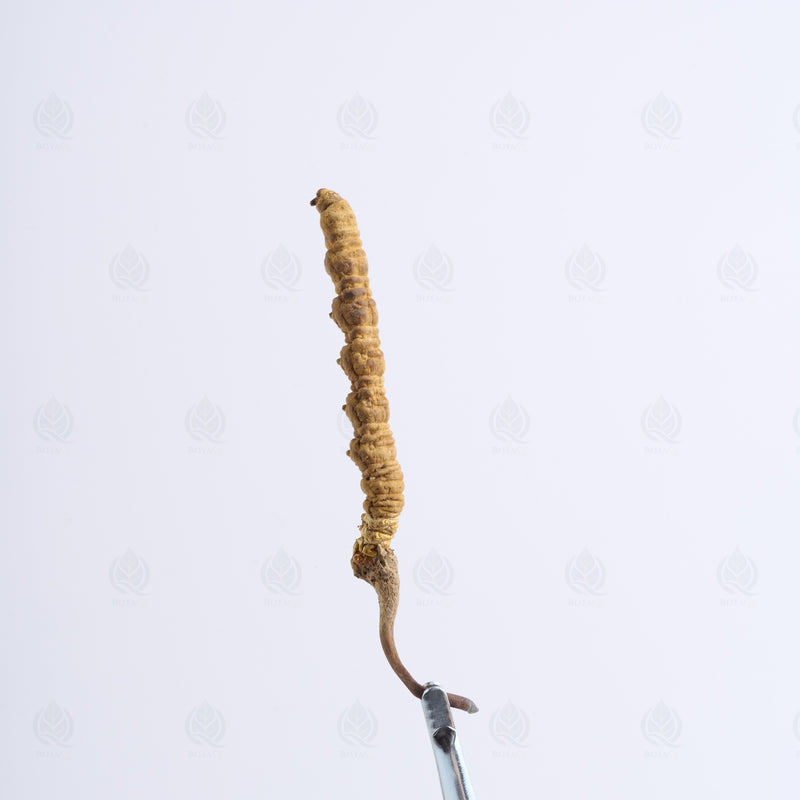 Cordyceps de l’Himalaya (Dong Chong Xia Cao) – vue de côté