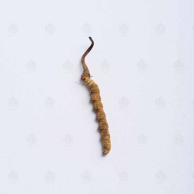 Cordyceps de l’Himalaya (Dong Chong Xia Cao) – vue de côté