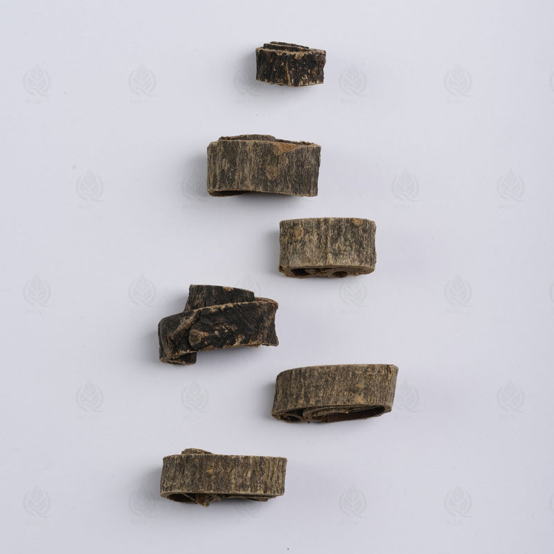 Écorce de Magnolia officinalis - 厚朴 (Hou Po)
