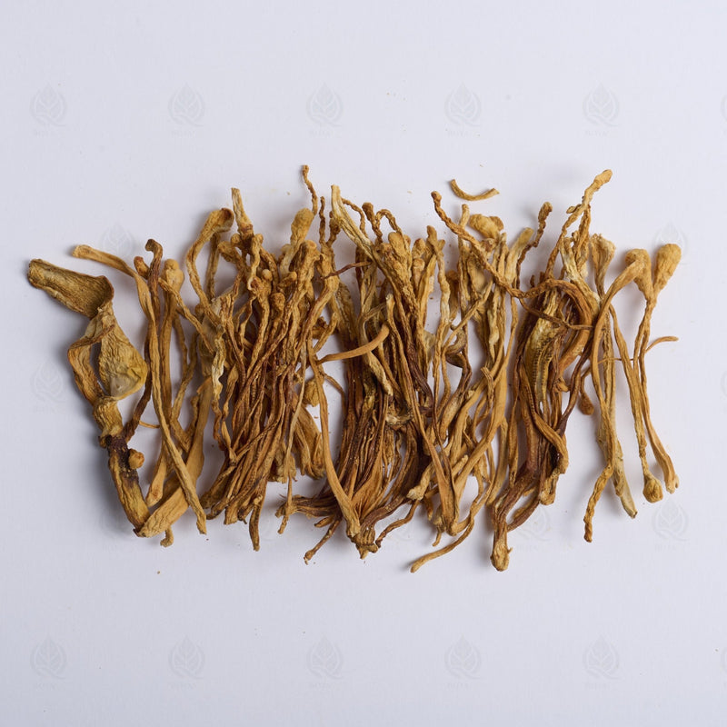 Fleur de Cordyceps militaris - 蛹虫草 (Chong Cao Hua)