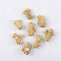 Ginseng Américain (racine entière) - 西洋参 (Xi Yang Shen)
