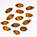 Ginseng Coréen Rouge (Hong Shen) – tranches, vue de dessus