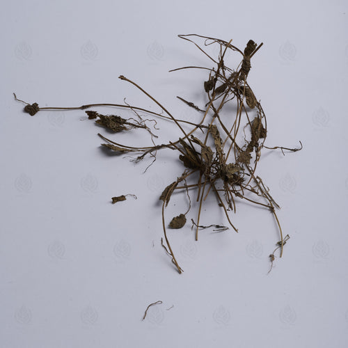 Centella asiatica (Gotu Kola) (Ji Xue Cao) – vue de dessus