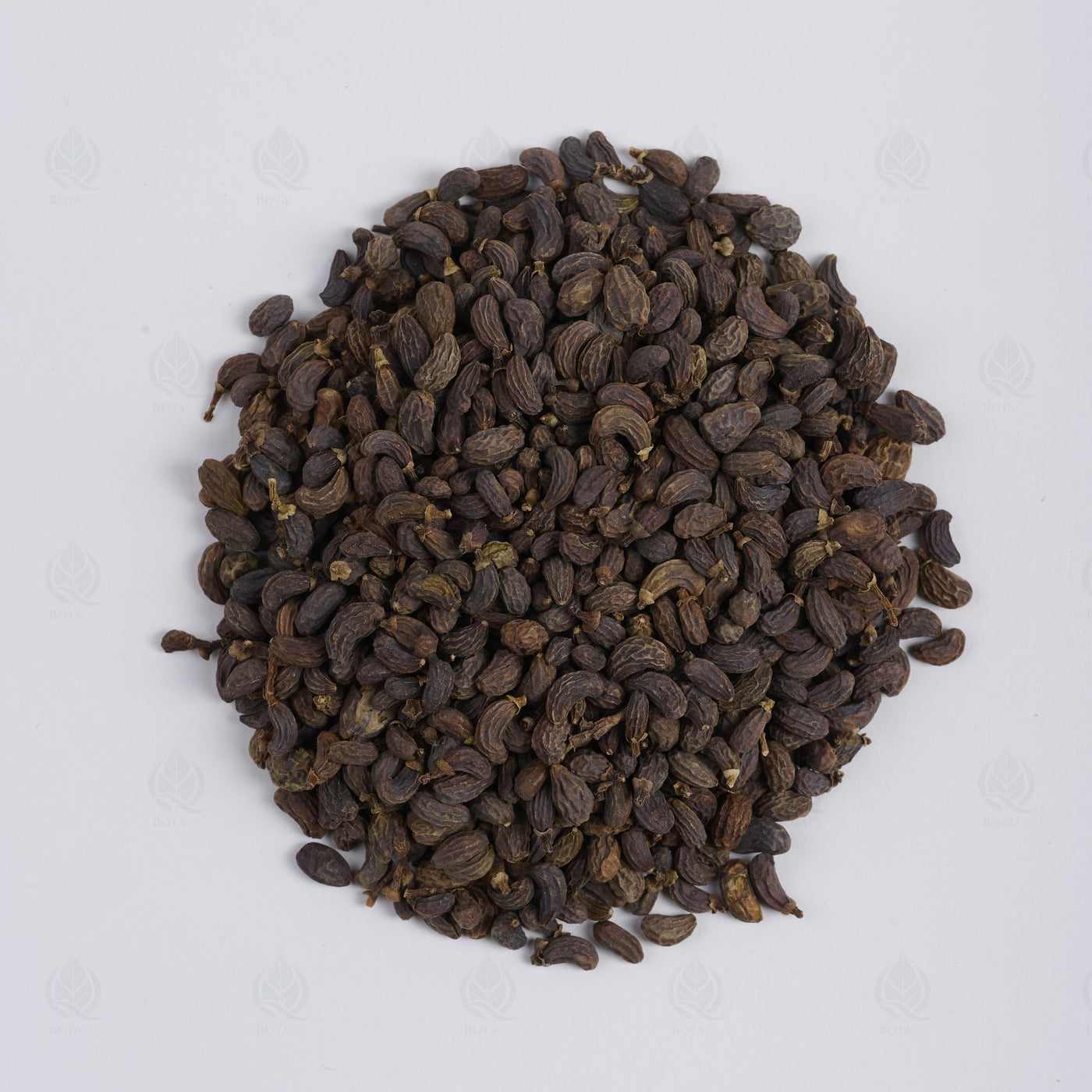 Fruit du Troène de Chine (Nu Zhen Zi) – vue de dessus