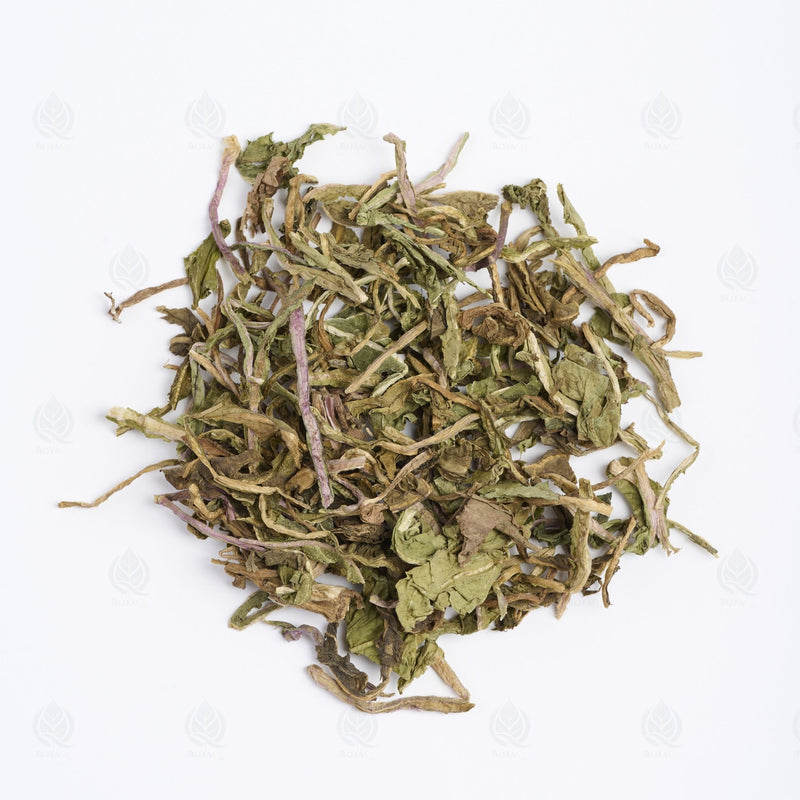 الهندباء البرية (سن الأسد) - 蒲公英 (Pu Gong Ying), Qing Re 清热