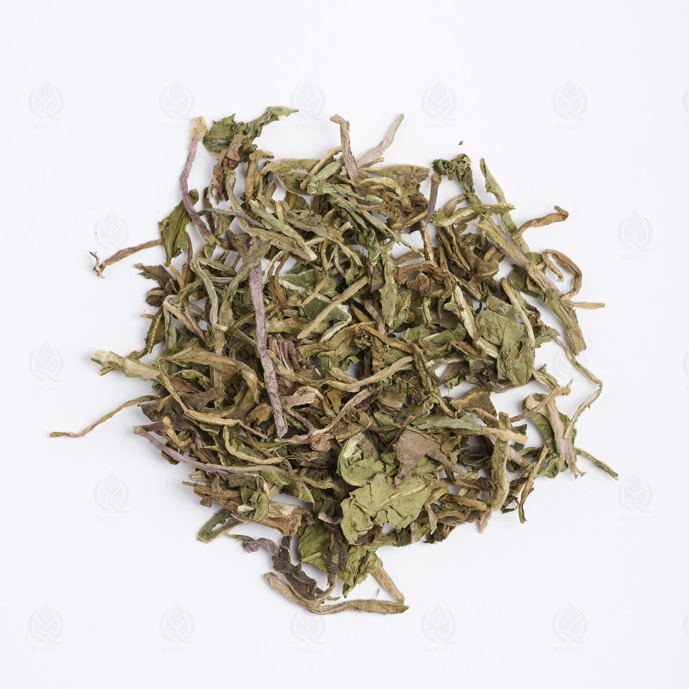 Pissenlit (Dent de Lion) (Pu Gong Ying) – vue de dessus