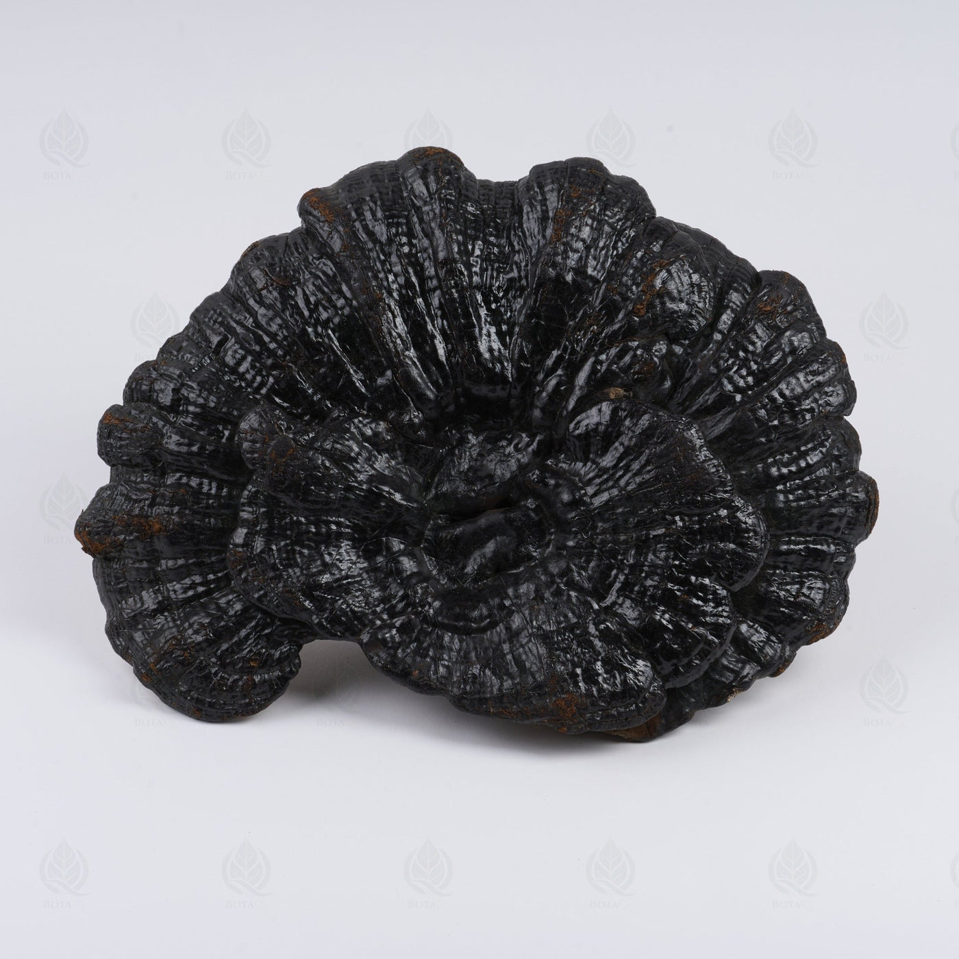 Reishi (Ganoderme luisant) - 灵芝 (Ling Zhi)
