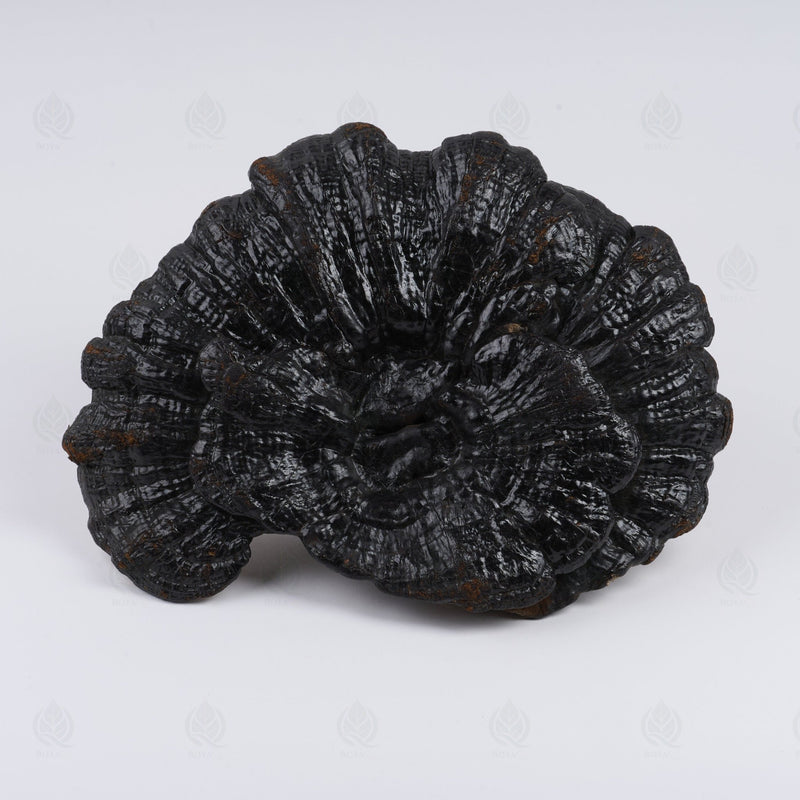 Reishi (Ganoderme luisant) - 灵芝 (Ling Zhi)
