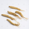 Ginseng Blanc (racine) (Ren Shen) – vue de côté