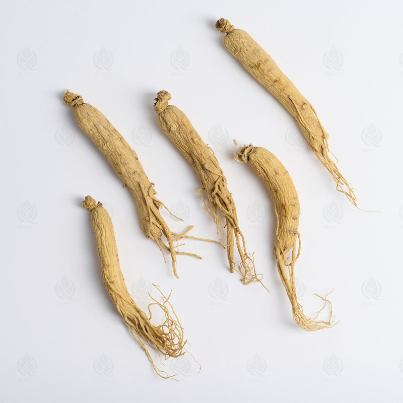Ginseng Blanc (racine) (Ren Shen) – vue de dessus