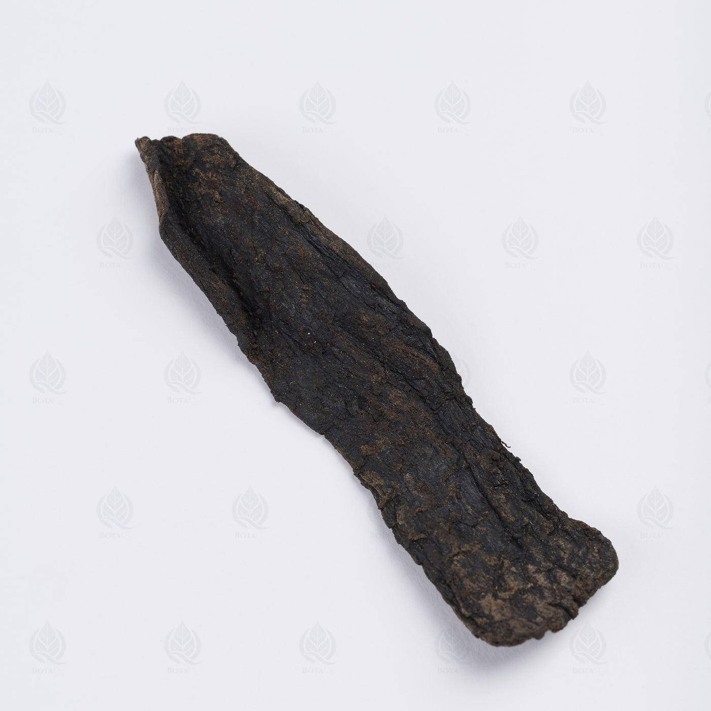 Cistanche (Rou Cong Rong) – vue de dessus