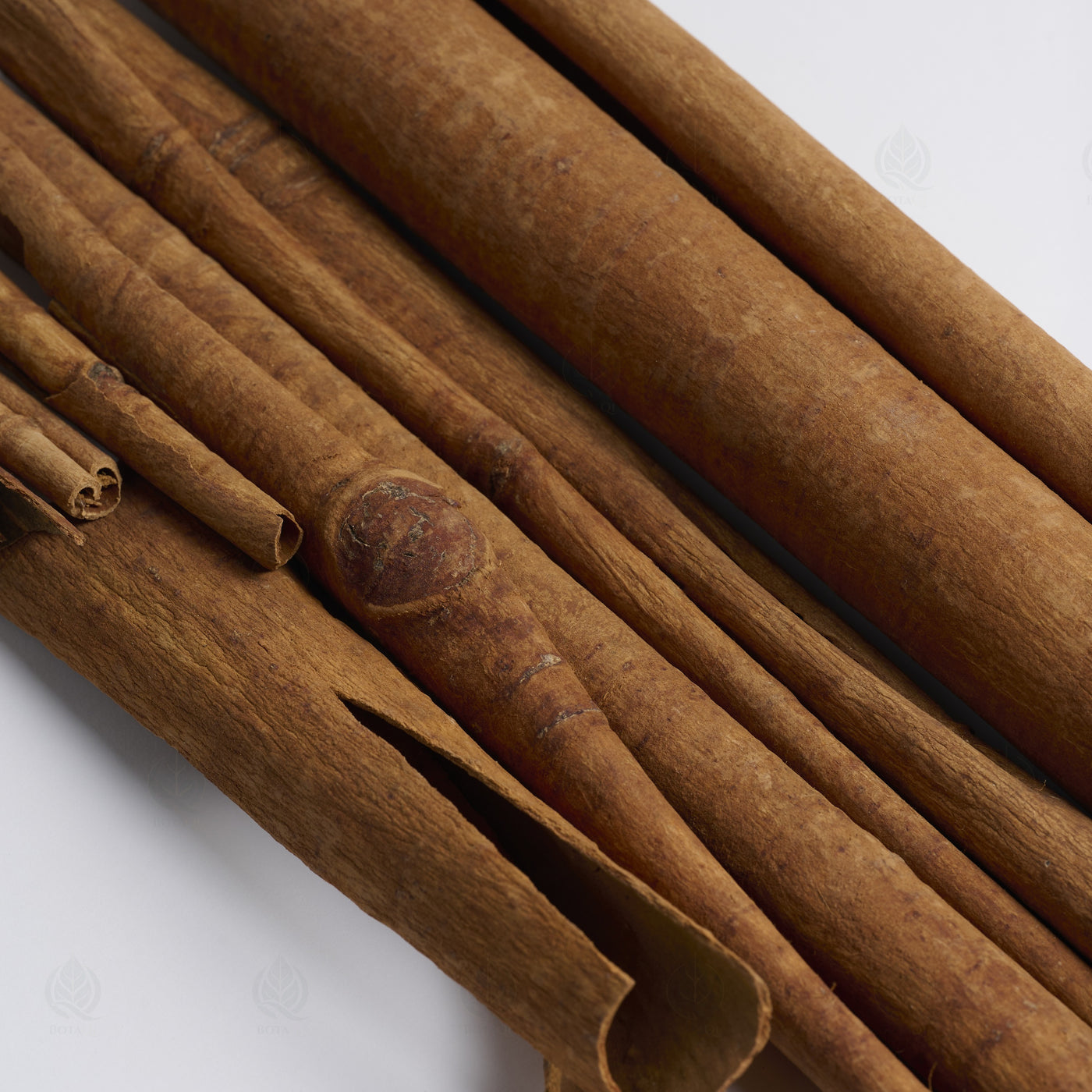 Écorce de Cannelle de Chine (Rou Gui) – vue de dessus