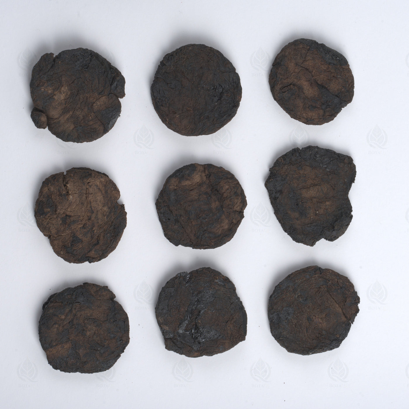 Racine de Rehmannia (fraîche/crue) (Sheng Di Huang) – vue de dessus