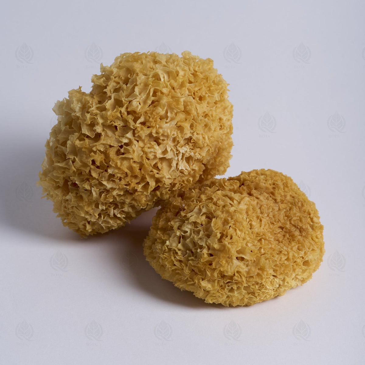 Trémelle blanche (Champignon des neiges) - 银耳 (Yin Er)