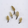 Boutons de Magnolia (Xin Yi Hua) – vue de dessus