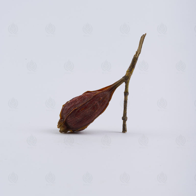 Fruit du Gardénia (Zhi Zi) – vue de côté